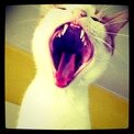 Picture of a white cat with mouth wide open as if yelling