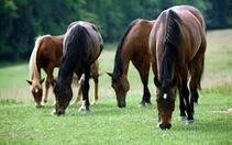 Picture of horses grazing in field