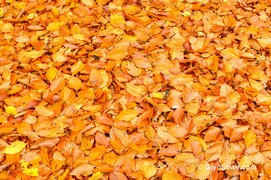 Picture of an orange, yellow and red pile of leaves